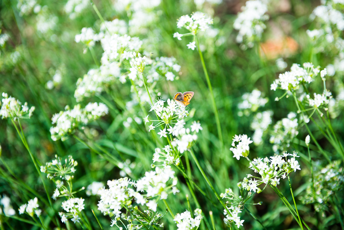 urban farming in Jeju and butterfly