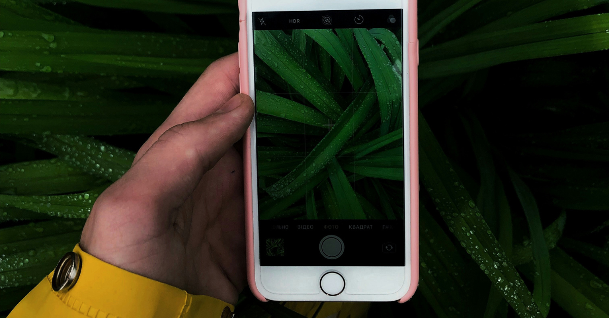 Someone takes a photo of a lush green tropical plant with a cell phone